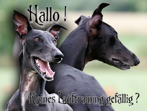 Galgo español hundewarnschild - galgo,