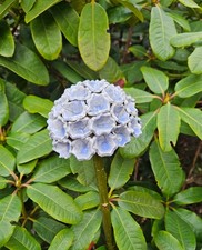 Keramik hellblaue Blüte