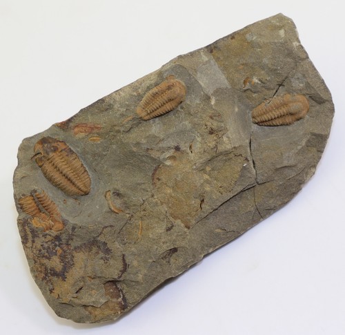 Trilobit litavkaspis - trilobit,,