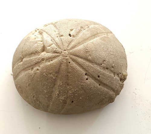 Seltener seeigel aus der - seltener,