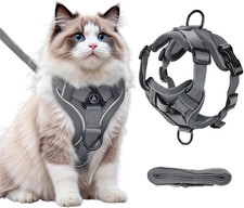 Katzengeschirr mit Leine
