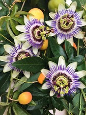 Passionsblume (frostverträglich) Passiflora caerulea, für In- und Outdoor