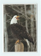 1 AK Postkarte Amerikanischer