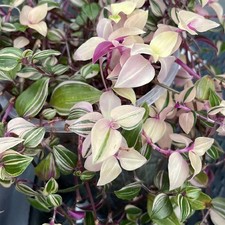 Zebra-Ampelkraut Tradescantia