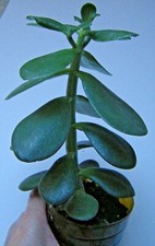 Geldbaum Pfennigbaum