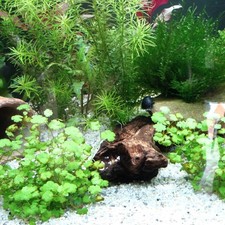Aquarium Juwel Primo 110