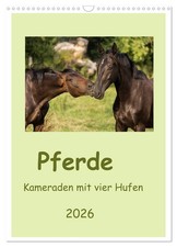 Pferde - Kameraden mit vier