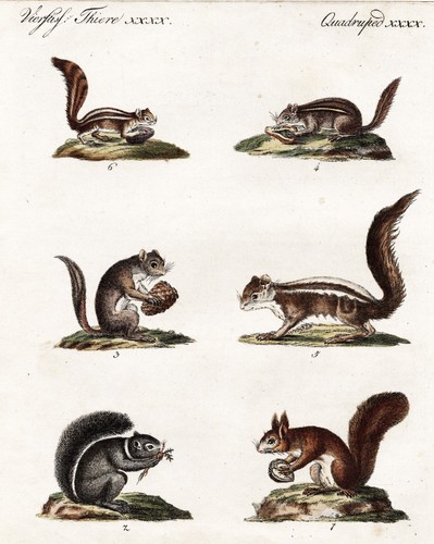 Eichhörnchen squirrel
