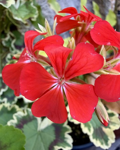 Pelargonium grandeur deco - „grandeur,