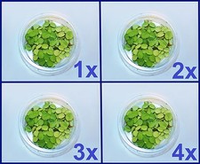 BÜSCHELFARN  Schwimmpflanze