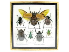 Einzelstück - echte