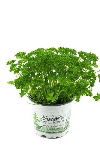 Petersilie petroselinum - petersilie,