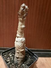 Adansonia digitata, Baobab, Caudex, Affenbrotbaum, Bonsai