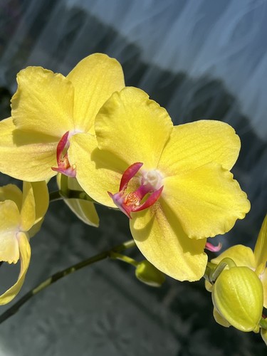 Orchidee phalaenopsis - orchidee,