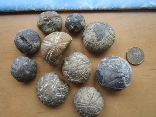 Versteinerte seeigel - 10,