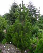 Bosnische Kiefer LINDENHOF 40 cm im Container