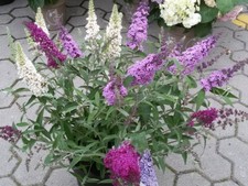 Buddleja Buzz 3 FARBIG Schmetterlingsstrauch Schmetterlingsflieder Insekten Trio