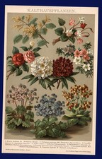 Lithographie 1896 - Akazie