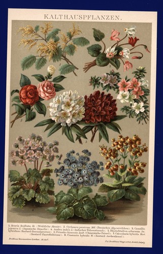 Lithographie 1896 akazie - lithographie,