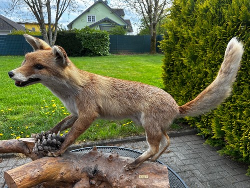 Monster fuchs ausgestopft - monster,