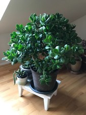 Crassula ovata -Geldbaum,  Pfennigbaum - Jungpflanze  im 9 cm Topf