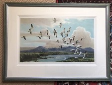 SIR PETER SCOTT - Ein