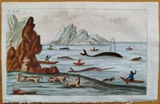 Wal Walfang (P) - Wilhelm