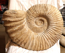 AMMONIT Fossilie Schnecke
