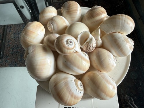Schnecken turban - 18, x