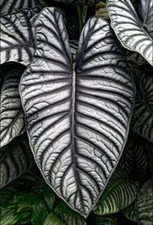 80001691 Alokasia Alocasia