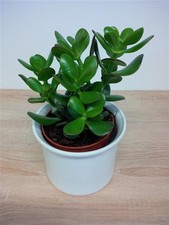 Jadebaum Crassula ovata Bonsai Luftreiniger Zimmerpflanze