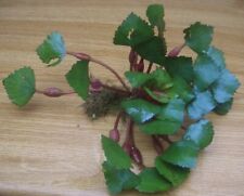 Grosse Wassernuss, Trapa natans, Schwimmpflanzen für den Gartenteich