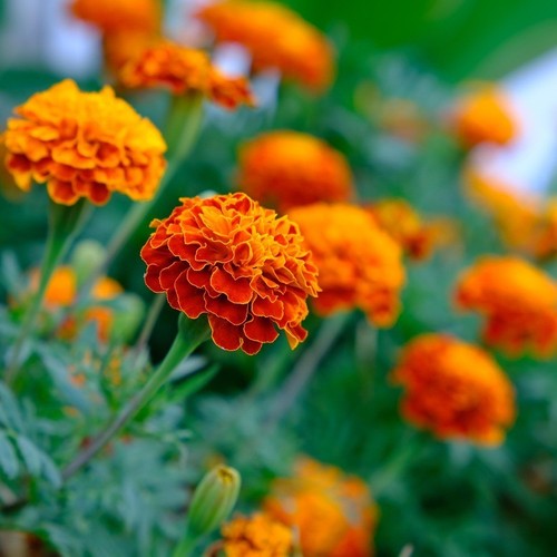 500 samen rote tagetes patula - samen,