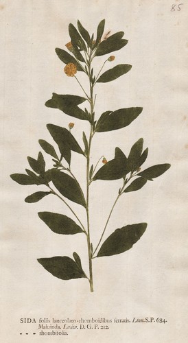 Sida rhombifolia pfeilblatt - sida,