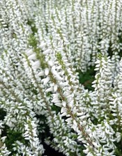 5 Stück Knospenheide GardenGirls calluna immergrün 15 - 20 cm winterhart