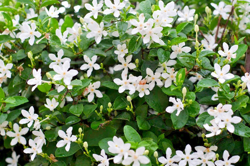 Samen von dem - dem, jasmin