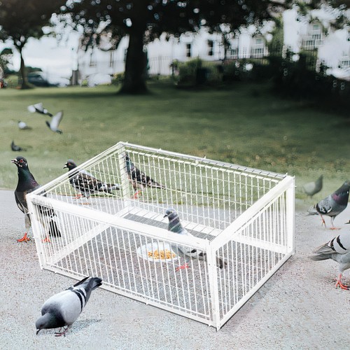 Taubenfalle vogelfalle - taubenfalle,