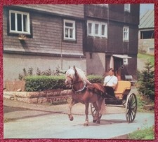 1 Pferdebild, Poster, Pferdefoto, Pferde, Haflinger 