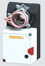 Gruner schnellläufer - gruner,