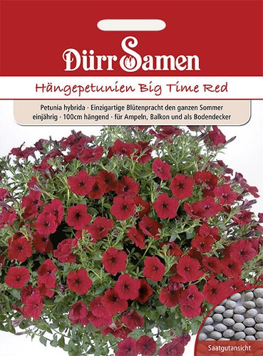 Petunien big time - petunien, red