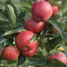 Gala süßer Herbstapfel Apfelbaum Kinderapfel Buschbaum Halbstamm Hochstamm