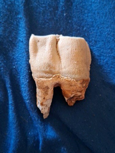 Fossiler backenzahn eines - backenzahn,