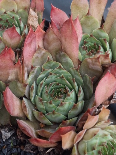 Sempervivum gambol - "gambol", –