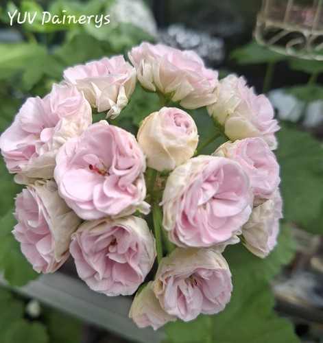 Pelargonie geranie yuv - geranie,