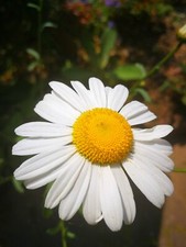 2 großblumige Margeriten, blühfreudig,winterhart, Staude Sommer Pflanzen b