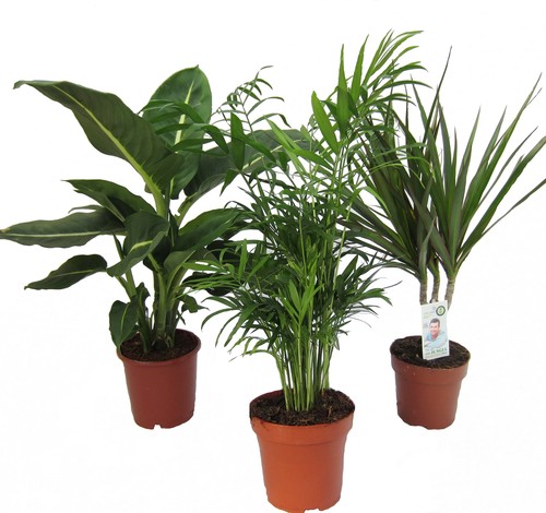 Zimmerpflanzen set aus 1x - ,,