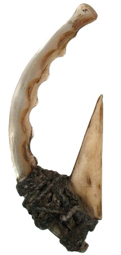 mammut fossilien