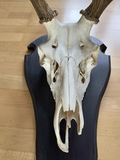 Hirschgeweih 8-Ender Jagdtrophäe mit Schädel Geweih