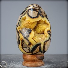 Natürliches Großes Septarien