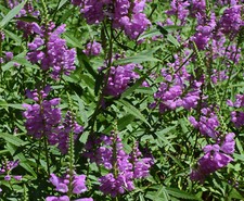 5000 Samen TÜRKISCHER